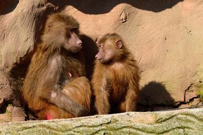 Baboons sitting on rock