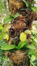 High angle view of fruit growing on field