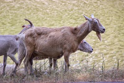 Animal standing in a field