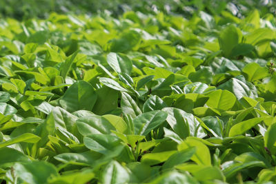 Young green leaves on a limon plant without blossoms.