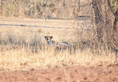 Side view of a cheetah on field in africa