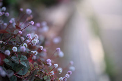 Close-up of cherry blossoms in spring