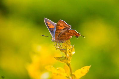 Close-up of butterfly pollinating on flower