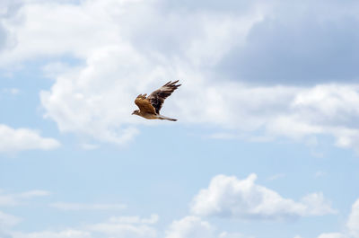 Low angle view of hawk flying at cloudy sky