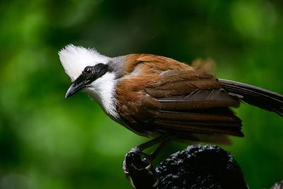 White-crested