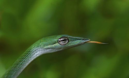 Close-up of green insect on leaf