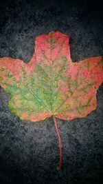 Close-up of maple leaf on ground