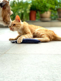 Close-up of ginger cat sleeping