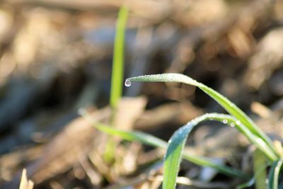 Close-up of wet plant