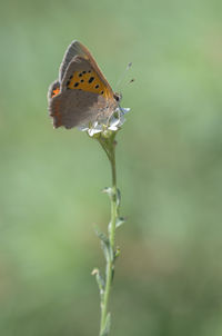 Close-up of butterfly on plant