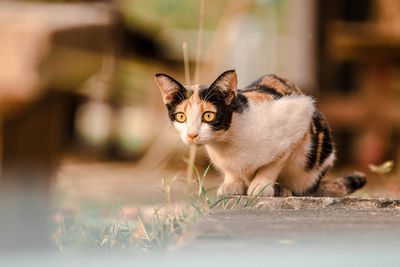 Portrait of kitten on cat outdoors