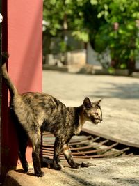 Side view of a cat standing on a street