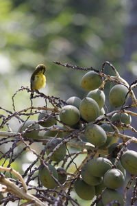 Close-up of bird perching on tree