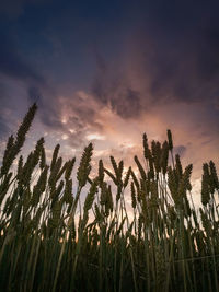 Low angle view of stalks against sky at sunset