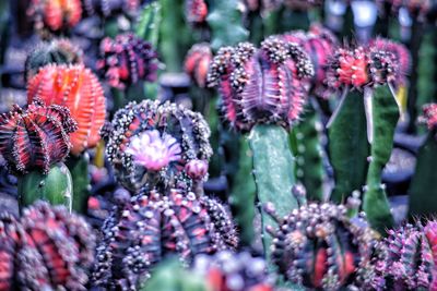 Close-up of purple flowering plants