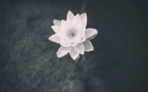 Close-up of white rose flower