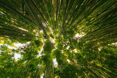 Low angle view of bamboo trees in forest