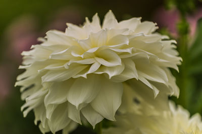 Close-up of white dahlia