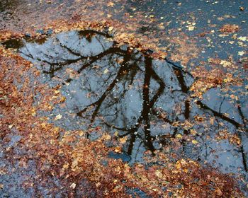 Leaves on tree trunk