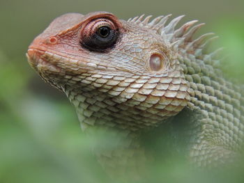 Close-up of lizard