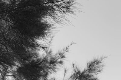 Close-up of horse against sky