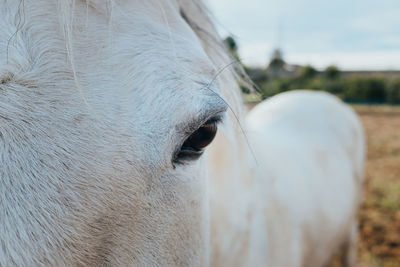 Close-up of white horse