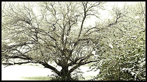 Full frame shot of bare tree