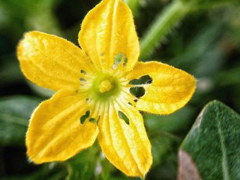 Close-up of yellow flower