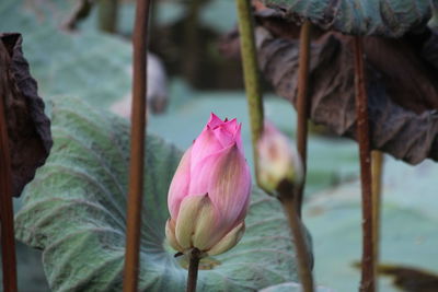 Close-up of pink lotus water lily