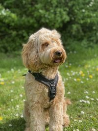 Dog sitting on field