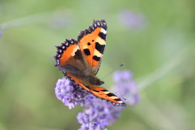 Close-up of butterfly on purple flower