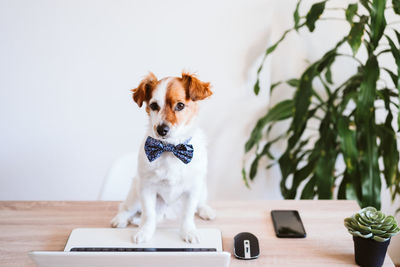 Portrait of dog sitting on table