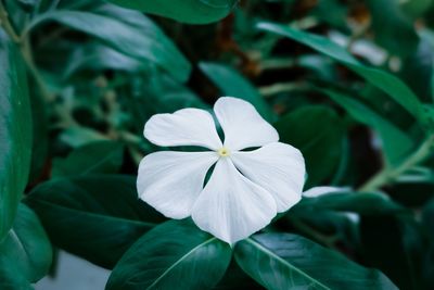 Close-up of white flowering plant