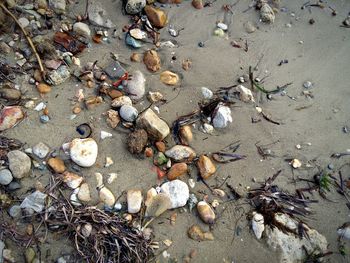 High angle view of birds on sand at beach