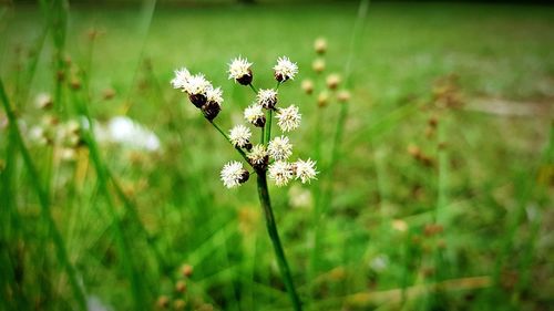 Close-up of flowering plant on field