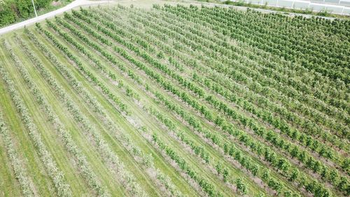 Full frame shot of agricultural field