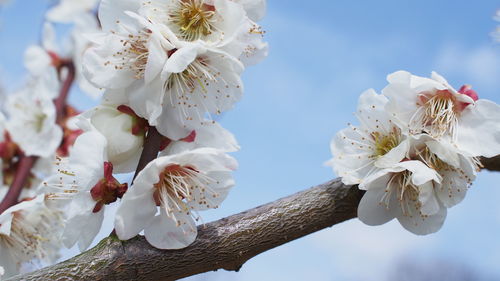 Close-up of white cherry blossom tree