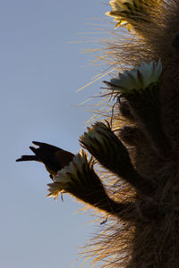 Close-up of bird flying against sky