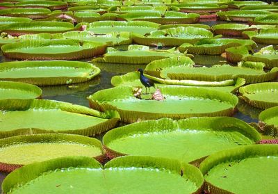 View of lotus water lily