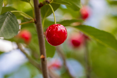 Close-up of tomato growing on tree