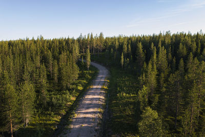 High angle view of dirt track in forest