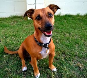 Portrait of dog on field