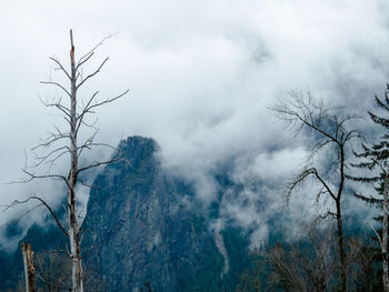 Bare tree against sky