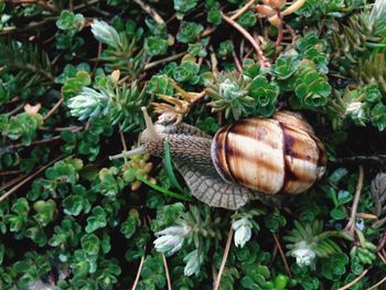 Directly above shot of snail on plant