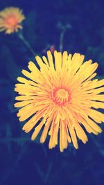 Close-up of yellow flower