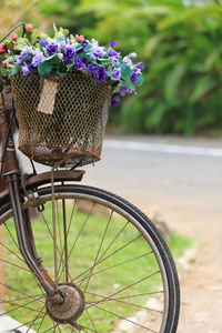 Close-up of purple flowering plant in basket