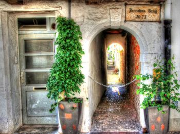 View of potted plants on window