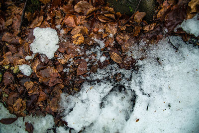 Close-up of autumn leaf on snow