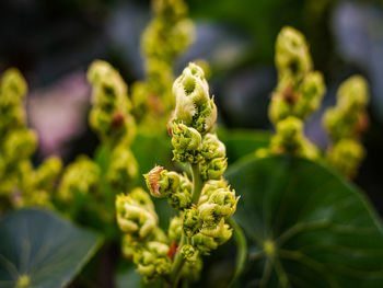 Close-up of green plant