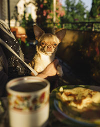 Chihuahua sitting at the table in the owner's arms